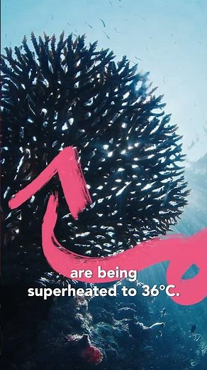 Coral bleaching - What is that?