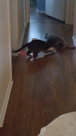 Chucky gets peaches mad #cat #short