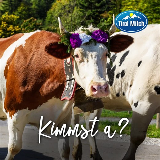 Almauftrieb is! 🐮 Unsere Kühe freuen sich schon besonders, denn die heimischen Bergwiesen bilden im Sommer die Futtergrundlage für unsere Kühe auf der Alm. #miteinandernachhaltig #wirfürtierwohl | Tirol Milch