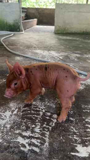 Genética💉🧬🐷 #viral #fyp #parati | genetic mutation