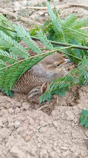 2.1M views · 10K reactions | Dakni cute baby #Teetar #birds #nature #partridge #KalaTeetar #dakniteetar #teetarclubkpk #iraniteetar #sindhiteetar | Burhan Birds | Facebook