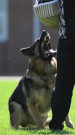 Competing in IPO/Schutzhund with Your German Shepherd