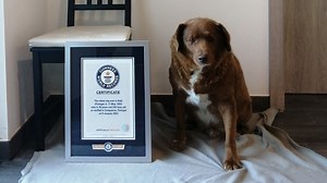 Guinness World Records: 30-year-old Portugal dog declared oldest dog ever