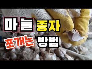 종자 마늘 쪼개는 방법 / 마늘 심을 준비 / 종자 마늘 준비 / How to Split Seed Garlic