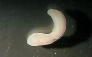 【异无腔动物门】 异涡虫