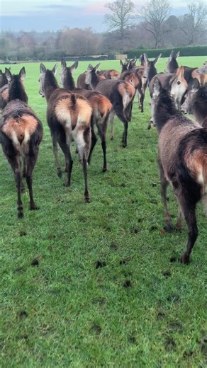 rawlife (@raw_life_)’s videos with original sound - rawlife