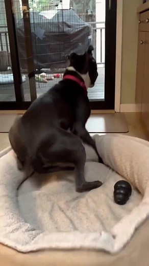 How to Help Your Dog During a Seizure | Step-by-Step Guide