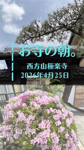 お寺の朝。西方山極楽寺2026.4.25 #shorts