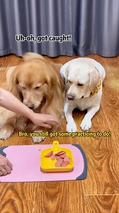 354K views · 3.6K reactions | Doggo: Turns out I’m one step ahead!#petslife #petparents #mansbestfriend #foryoupate #dogsofinstagram #dogstagram #doglife #Labrado #doglover #dog #pets #funnyvideo | Simba and Tangyuan | Facebook