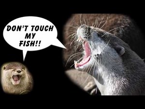 Otter Song _Otters going down a slide