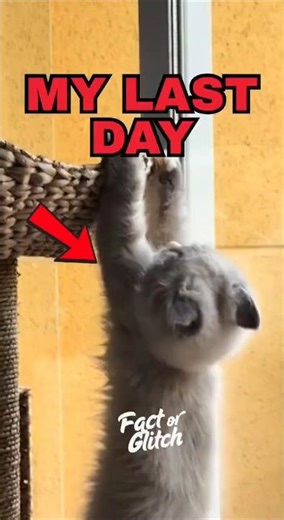 Cat Fell From a Building… Then Woke Up 😳 #CatGlitch #FunnyCats #Dream