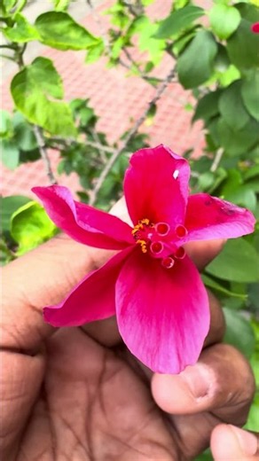 Story of Angiosperm Plant #amansirbiology #class12biology #biologyfacts