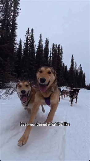 Banff & Lake Louise Tourism on Instagram: "Have you ever dreamt of dog sledding in the Canadian Rocky Mountains? Here is your sign to make the adventure happen!❄️ An incredible winter experience combining adventure, connection and snow packed fun all into one! Learn more, using the link in our bio!🏔️ #BanffNationalPark #DogSledding"