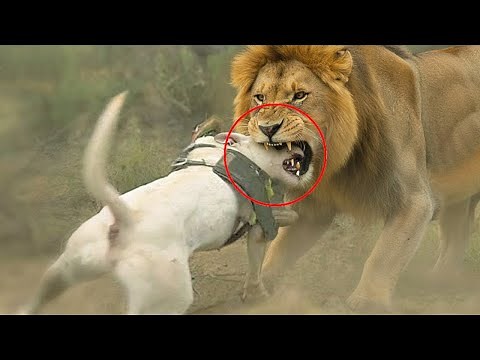 Strongest and Most Dangerous Dog Breeds in the World
