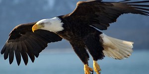 More bald eagles nesting in Kentucky