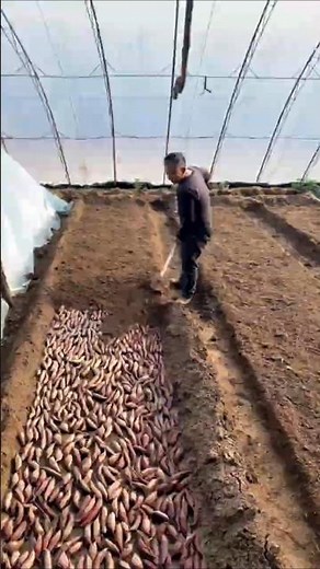 Why Farmers Bury Sweet Potatoes Before Planting Them! #shorts #plants #farming