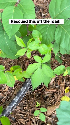 The most aggressive ratsnake ever #snakes #reels #trend #outdoors #viral #trending #animals #reptiles #herping | East Alabama Reptiles