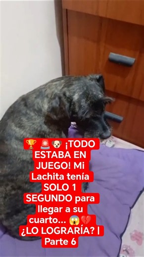 🏆 🚨🐶 ¡Mi Lachita tenía SOLO 1 SEGUNDO para llegar a su cuarto💔 ¿LO LOGRARÍA?Parte 6