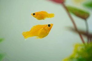 Why Is My Molly So Fat? Is It Actually Pregnant? – Pet Fish Online
