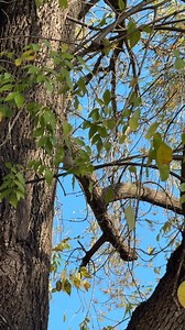 Bird of the week 🪶 Oak Titmouse 🌎📍The Oak Titmouse is a true west coast resident as it is rarely seen outside of California, Oregon, and Baja California. 🫆🔎A small grey brown with an identifying tuft on the peak of its head can help to define it from other similar species. Thier call is very identifiable with 3 cadences of a high low high peter’s. 🫐🐛🪰 Locating its food on the trees it flutters in, a common diet will consist of ants, spiders, flys, berries, and most other small insects th