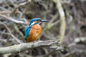 The Kingfisher - an un-Dutch beautiful bird