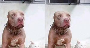 Gato criado con perros se vuelve viral por actuar como ellos