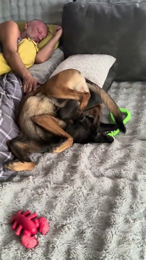 Couch Snuggles and Stretch: Charlie’s Cozy Posture! / Уют на диване: забавные позы Чарли!