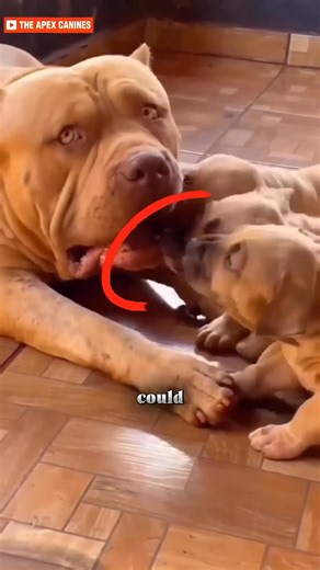 74K views · 1.9K reactions | Most Courageous Dog Breeds  | Abd - All Breed Dogs | Facebook