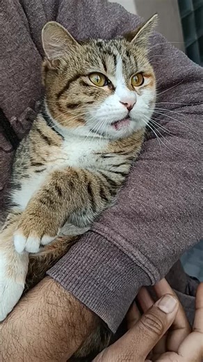 my pretty little kitten accident #cat #kitten #animals #domesticpets #pets