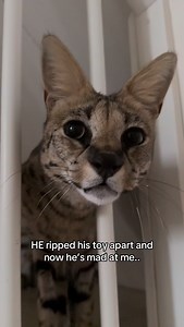 typical savannah 😒 #savannahcat @zionthesavannah on tiktok @yonibizzle is the owner | F1 Savannah Kittens