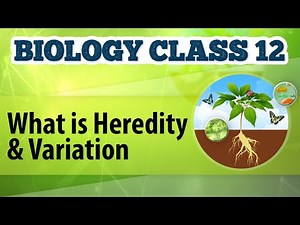 What Is Heredity and Variation - Genetic Basis of Inheritance - Biology Class 12