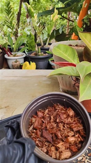 6.6K views · 74 reactions | Germinating Anthurium seeds can be a rewarding process if done with care and patience.. Step-by-Step Guide to Germinate Anthurium Seeds #plantgermination #anthurium #waveoflove #variegatedplants #guideforbeginner #gardening Mamalyn's Garden | Mamalyn's Garden | Facebook