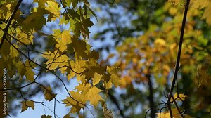 Autumn leaves - rack focus 4K