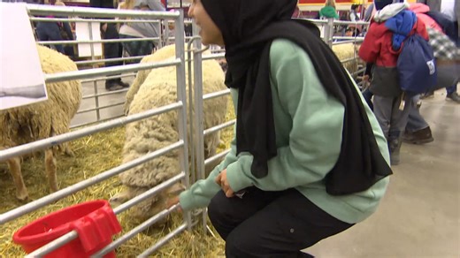 1.4K views · 19 reactions | Westman Immigration Services helped give more than 100 newcomers a tour of the Royal Manitoba Winter Fair in Brandon this week. The CBC's Chelsea Kemp was there. | CBC Manitoba | Facebook