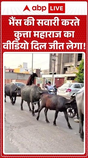 Viral Video : भैंस की सवारी करते कुत्ता महाराज का वीडियो दिल जीत लेगा! | #ytshorts #dog #animals