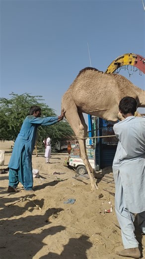 لقد صدم وهو يركب الجمل في الحر الشديد 😲