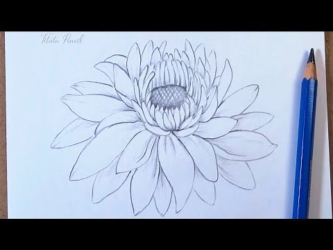 How to draw a Chrysanthemum flower step by step easy | Pencil Drawing