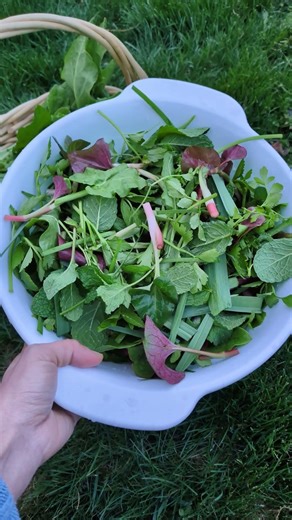 Mix spring garden salad #lanct #gardening #spring #gardentips