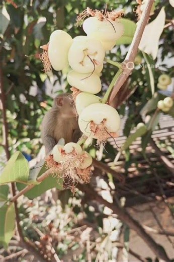 cute GUEST on my TREE..