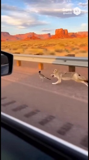 We were just driving🥹 #roadrunner #funny #comedy #meme #funnyvideos | Allthebestus