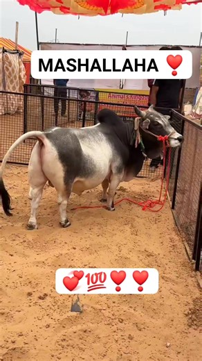 5.4K views · 123 reactions | World Smalest Pingnore Breed Bull | Agri & Dairy Info | Facebook