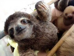 Sloth Crossing at Aviarios Sloth Rescue Center