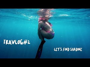 水母太懂親 | Let's find sardine | TRAVLOG#2
