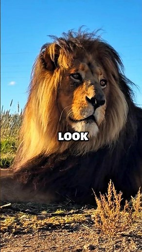 The Real Reason the Lion is Called King! 🤯