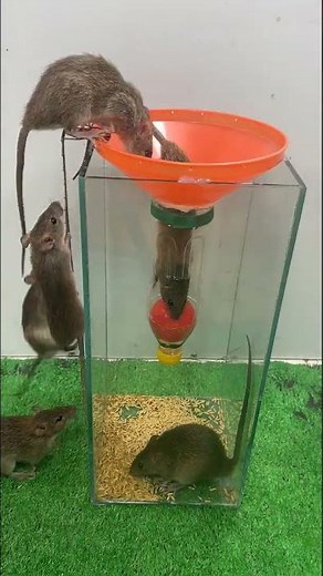 ペットボトルやガラス箱を使った簡単ネズミ捕り