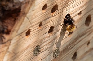How Does a Bee Hotel Work?