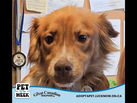 PET OF THE WEEK - LAINEY