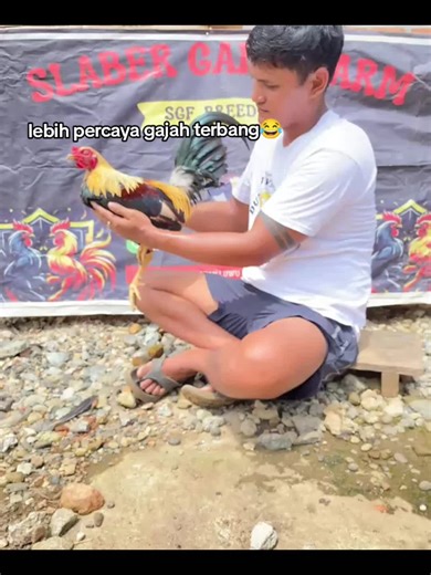 aneh memang😂#SGF_BREEDER🇲🇨