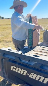 28K views · 891 reactions | Feeding time or zombie apocalypse? You decide. 履‍♀️ #Sheep #Ranch #Ranching #KeepRanchin | Bar 7 Ranch | Facebook