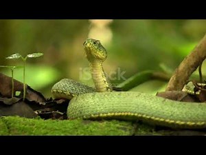 Beautiful Snakes– Watch stunning snakes in their natural Don't miss it! Snakes#Wildlife pixabay.com